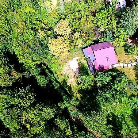 Mystically Wood House In The Forest *